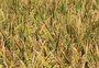 Queda acentuada nos preços do arroz preocupa produtores; setor se reunirá com a Conab