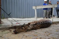 PORTO ALEGRE, RS, BRASIL, 15-04-2026: Veado é encontrado ferido no bairro Menino Deus, em Porto Alegre. Moradores da região relatam que o animal foi avistado pela primeira vez durante a madrugada desta quarta-feira. Foto: Ronaldo Bernardi/Agência RBS<!-- NICAID(16266189) -->