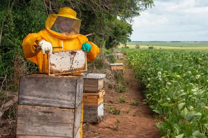 Mel da soja, projeto que une apicultores e produtores de soja na Fronteira Oeste Mel da soja, projeto que une apicultores e produtores de soja na Fronteira Oeste<!-- NICAID(16340559) -->