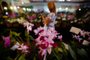 Porto Alegre, RS, Brasil, 17/09/2023 - Exposição de orquídeas no Mercado Público reune aproximadamente mil exemplares de 200 espécies diferentes. - Foto: Jonathan Heckler/Agência RBS<!-- NICAID(15543148) -->
