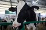 Não-Me-Toque, RS, Brasil - 23ª Expodireto/Cotrijal. Qualidade do volumoso do gado leiteiro potencializa a produtividade nas lavouras - Foto: Jefferson Botega/Agência RBSIndexador: Jeff Botega<!-- NICAID(15370929) -->