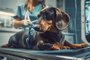 Cachorro salsicha, dachshund - Foto: john/stock.adobe.comFonte: 768082737<!-- NICAID(15740211) -->