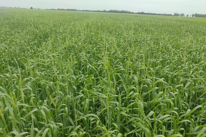 Trigo espigando em lavoura no interior do RS<!-- NICAID(16345586) -->