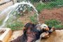 De melancia a banho de mangueira, Zoo de Sapucaia do Sul adota cuidados especiais com os animais no verão. Na foto, tamanduá-bandeira Kiara.  Foto: Parque Zoológico / Divulgação<!-- NICAID(15677594) -->