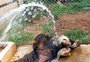 Zoológico de Sapucaia do Sul adota cuidados especiais com os animais no verão