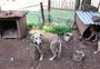 Homens são presos por maus-tratos e caça a animais silvestres em Caxias do Sul
