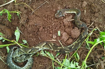 Polícia Civil investiga se homem encontrado morto em Três Coroas foi picado por cobra<!-- NICAID(15649288) -->