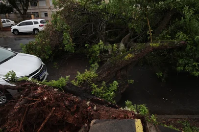 PORTO ALEGRE, RS, BRASIL, 15-12-2025: Queda de árvore na região norte de Porto Alegre. No bairro Leopoldina, na rua Dr. Carlos Maria Bins, a queda da árvore não deixou feridos. Foto: Renan Mattos / Agência RBS<!-- NICAID(16187092) -->