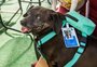 Hospital de Porto Alegre promove "dia dos pets"