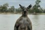 O vídeo de um morador da cidade de Mildura, na Austrália, viralizou na internet ao mostrar seu enfrentamento com um canguru gigante. Ele enfrentou o animal que estava tentando afogar o seu cachorro pelo pescoço. O dono do pet contou à ABC News Austrália que fazia exercícios quando percebeu o desaparecimento do animal e, então, precisou resgatá-lo.<!-- NICAID(15572336) -->