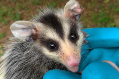 Gramado alerta sobre período de reprodução de animais silvestres<!-- NICAID(15531790) -->
