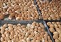 Doação e voluntariado: veja como é a produção dos pãezinhos de Santo Antônio de Bento Gonçalves