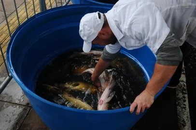 CAXIAS DO SUL, RS, BRASIL, 12/04/2022. Primeiro dia da Feira do Peixe Vivo, na Praça Dante Alighieri, no centro de Caxias do Sul. Com a oferta de tilápia, bagre e diferentes tipos de carpas, as variedades do pescado são comercializadas com preços tabelados, dependendo do peixe escolhido. (Bruno Todeschini/Agência RBS)<!-- NICAID(15066468) -->