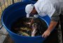 Feira do Peixe Vivo da Semana Santa será no início de abril, em Caxias do Sul