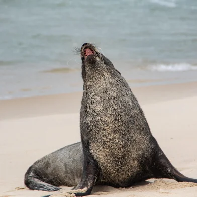 Lobo-marinho vindo da Antártida aparece nas areias de Ipanema (RJ) RJ - LOBO-MARINHO/RJ/IPANEMA - GERAL - Um lobo-marinho, do sexo masculino, aparece nas areias da Praia de Ipanema, na       zona sul do Rio de Janeiro, nesta sexta-feira, 20. O animal, que está há mais de       24 horas na Praia de Ipanema, veio da Antártida. Ele ganhou o nome de Joaquim dado       pelos profissionais. Depois, ganhou o apelido de Joca. Ele não tem ferimentos, mas       está cansado da viagem.       20/12/2024 - Foto: éRICA MARTIN/THENEWS2/ESTADÃO CONTEÚDOEditoria: GERALLocal: RIO DE JANEIROIndexador: éRICA MARTINFonte: Thenews2Fotógrafo: THENEWS2<!-- NICAID(15939843) -->