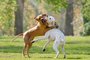 Two dogs, Rhodesian Ridgeback and Dalmatian, playing together Fonte: 219843341<!-- NICAID(15734177) -->