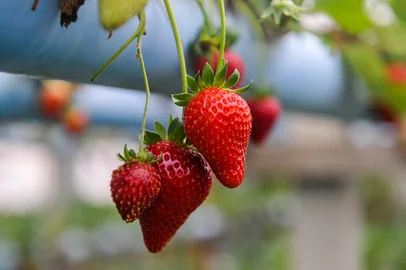 CAXIAS DO SUL, RS, BRASIL, 09/11/2023. Morangos Hidropônicos utiliza música no cultivo. Na foto, Thor Fedrizzi. (Neimar De Cesero/Agencia RBS)Indexador: NEIMAR DE CESERO<!-- NICAID(15593112) -->