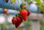 Nova regra para o morango acende alerta na agricultura familiar gaúcha
