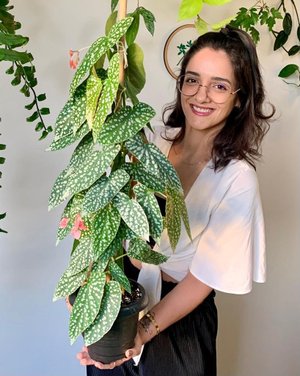 Vibra Plants / Divulgação