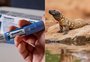 "Lagarto do Ozempic": questão do Enem 2025 com réptil raro viraliza nas redes; entenda