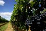 Famosa marca de vinhos gaúchos agora tem todas as regiões com indicações geográficas