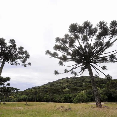CAXIAS DO SUL, RS, BRASIL, 12/12/2018 - Reportagem do Pioneiro verifica como estão as áreas preservadas pelo Samae como forma de compensar o impacto ambiental das obras da barragem do Marrecas. NA FOTO:área de 498 hectares conhecida como Parque dos Pinhais, local de mata nativa dentro da Bacia de Captação do Marrecas desapropriada pelo Samae. (Marcelo Casagrande/Agência RBS)<!-- NICAID(13873197) -->