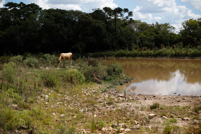 Sem chuva, falta pasto para o gado