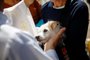 PORTO ALEGRE, RS, BRASIL - 2022.10.04 - No dia de São Francisco de Assis, protetor dos animais, cães recebem benção na igreja. (Foto: André Ávila/ Agência RBS)<!-- NICAID(15226274) -->