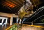Museu da PUCRS investirá em dinossauros e universos interativos para renovar interesse jovem em ciência