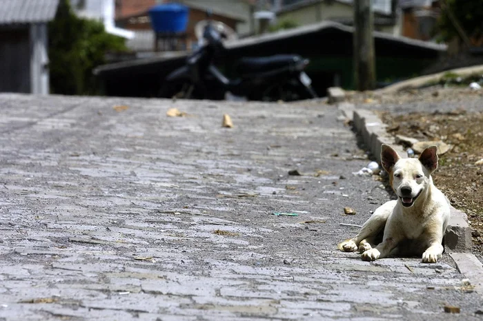 Tatiana Cavagnolli / Agencia RBS Tatiana Cavagnolli / Agencia RBS