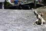 Passo Fundo teve média de 17 denúncias de maus-tratos ou abandono de animais por semana em 2023