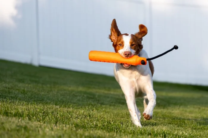 Wirestock Creators / Shutterstock | Portal EdiCase