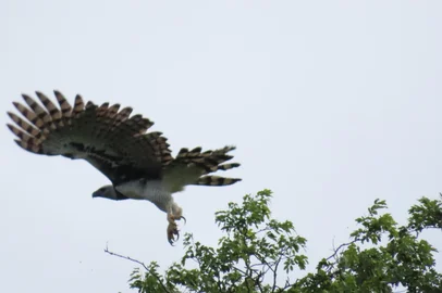 Carlos Neimar Kuhn / Arquivo pessoal Harpia, a maior águia das Américas, é flagrada no Parque Estadual do Turvo<!-- NICAID(16164530) -->