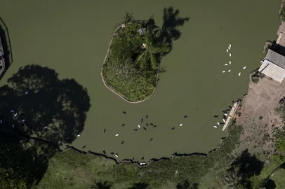 Sapucaia do Sul, RS, Brasil, 03-01-2025: Cisnes no lago no Zoológico de Sapucaia do Sul. Instituição promoverá leilão de 179 animais para evitar superpopulação de algumas espécies como cisnes-negros, pavões, jegues e poneis. Foto: Mateus Bruxel / Agência RBSLocal: Sapucaia do Sul<!-- NICAID(15948092) -->