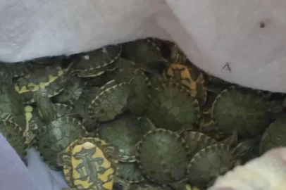 A Polícia Rodoviária Federal (PRF) apreendeu 687 tartarugas da espécie tigre-d’água na tarde desta quarta-feira (11) na BR-290, em Porto Alegre. Os animais estavam dentro de um carro que seguia em direção a Itajaí (SC).<!-- NICAID(16223638) -->