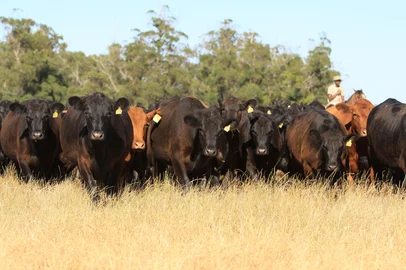 Novilhos angus é o mais valorizado do país<!-- NICAID(10115374) -->
