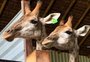 Morre quarta girafa trazida da África do Sul para BioParque do Rio