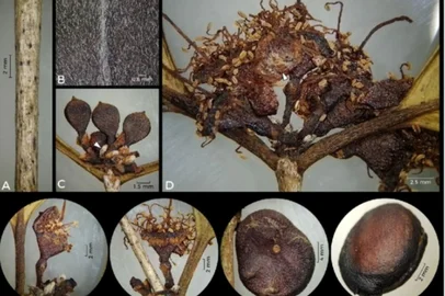 Nova espécie de árvore frutífera, parente da jabuticabeira é descoberta em Maricá, no Rio de Janeiro<!-- NICAID(15843609) -->