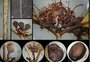 Pesquisadores descobrem nova espécie de árvore frutífera na Mata Atlântica