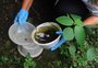 Passo Fundo intensifica combate à dengue após primeira confirmação da doença em 2025