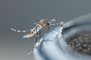 Close up newborn aedes albopictus mosquito, pest animal, contagionIndexador: Smith ChetanachanFonte: 110102140<!-- NICAID(15670896) -->