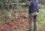 Serpente venenosa é encontrada dentro de casa em Passo Fundo; assista ao resgate