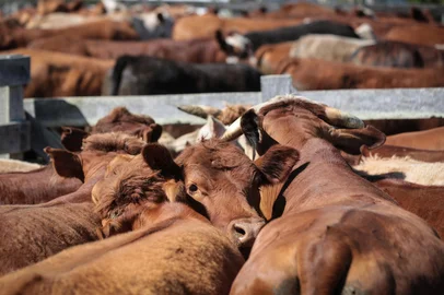 ROSÁRIO DO SUL, RS, BRASIL - 2016.09.26 - O caminho do boi. Animais que serão abatidos são preparados para transporte, na fazenda Santa Maria, em Rosário do Sul. (Foto: ANDRÉ ÁVILA/ Agência RBS)Indexador: Andre Avila<!-- NICAID(12473305) -->