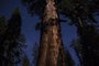 A woman photographs an ancient sequoia tree at the Mariposa Grove of giant sequoias on June 21, 2018 in Yosemite National Park, California which recently reopened after a three-year renovation project to better protect the trees that can live more than 3,000 years. / AFP PHOTO / DAVID MCNEW<!-- NICAID(13719889) -->