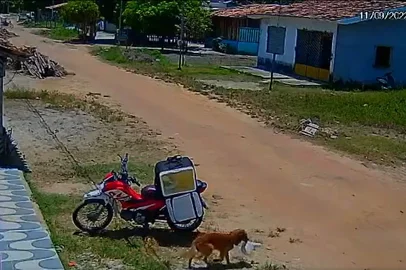 Cachorro furta comida de motoboy