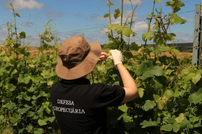 2,4-d , agrotóxico , deriva , agrotóxico hormonal, 24d<!-- NICAID(14942447) -->