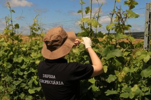 Luciane Rubim / Seapdr / Divulgação Luciane Rubim / Seapdr / Divulgação