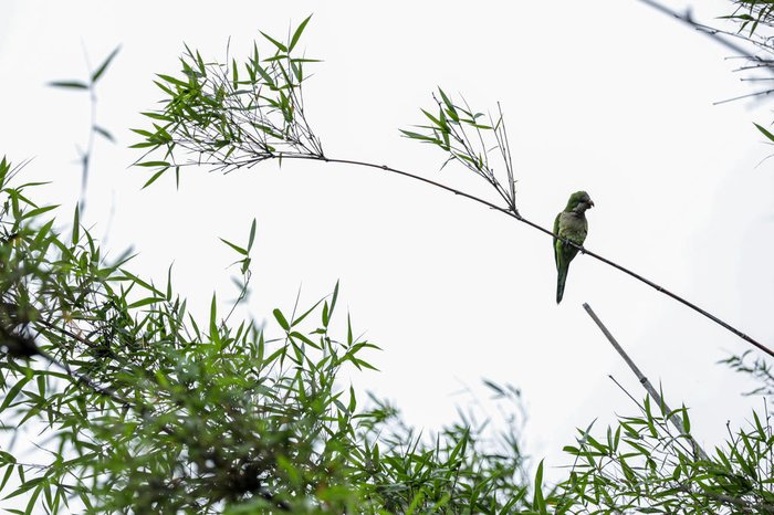 Algumas das aves que ele busca registrar ficam