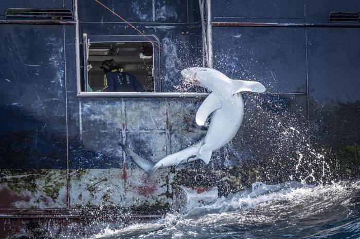 Tommy Trenchard / Wildlife Photographer of the Year / Divulgação