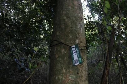 Árvore ameaçada de extinção foi encontrada em Porto Alegre pela primeira vez<!-- NICAID(16116170) -->